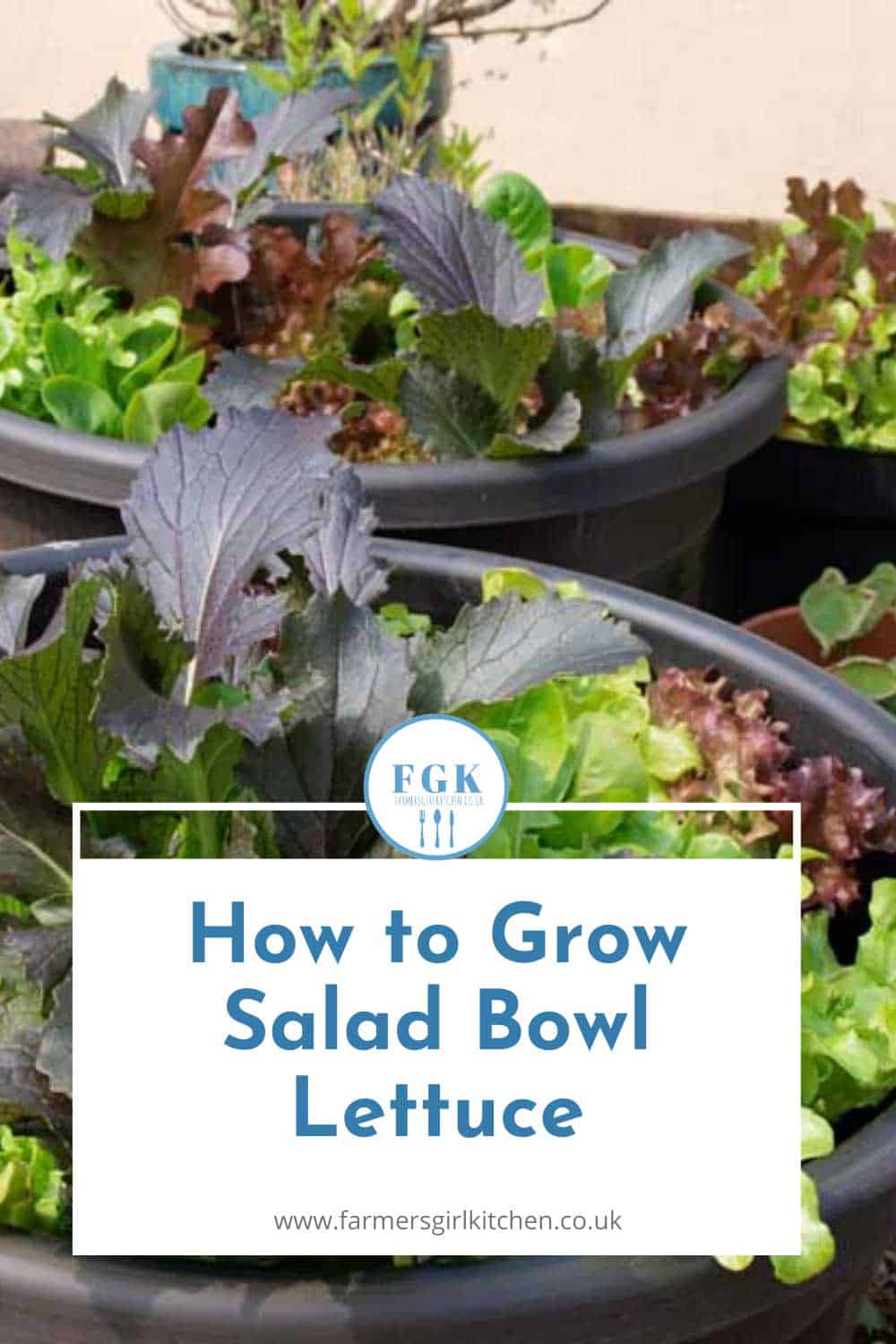 grow-salads-in-pots-tubs-preparednessmama-growing-cilantro-food