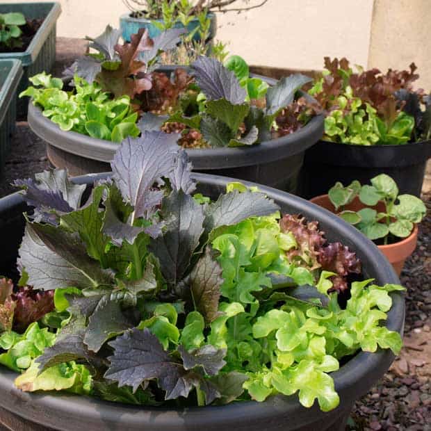 https://www.farmersgirlkitchen.co.uk/wp-content/uploads/2020/04/Grow-Salad-Bowl-in-pots_.jpg